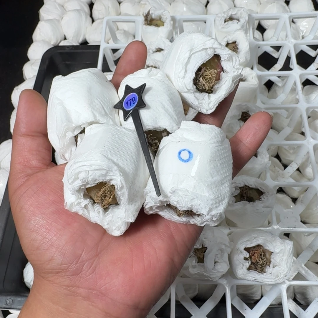 用***5米哈实生自然锦179