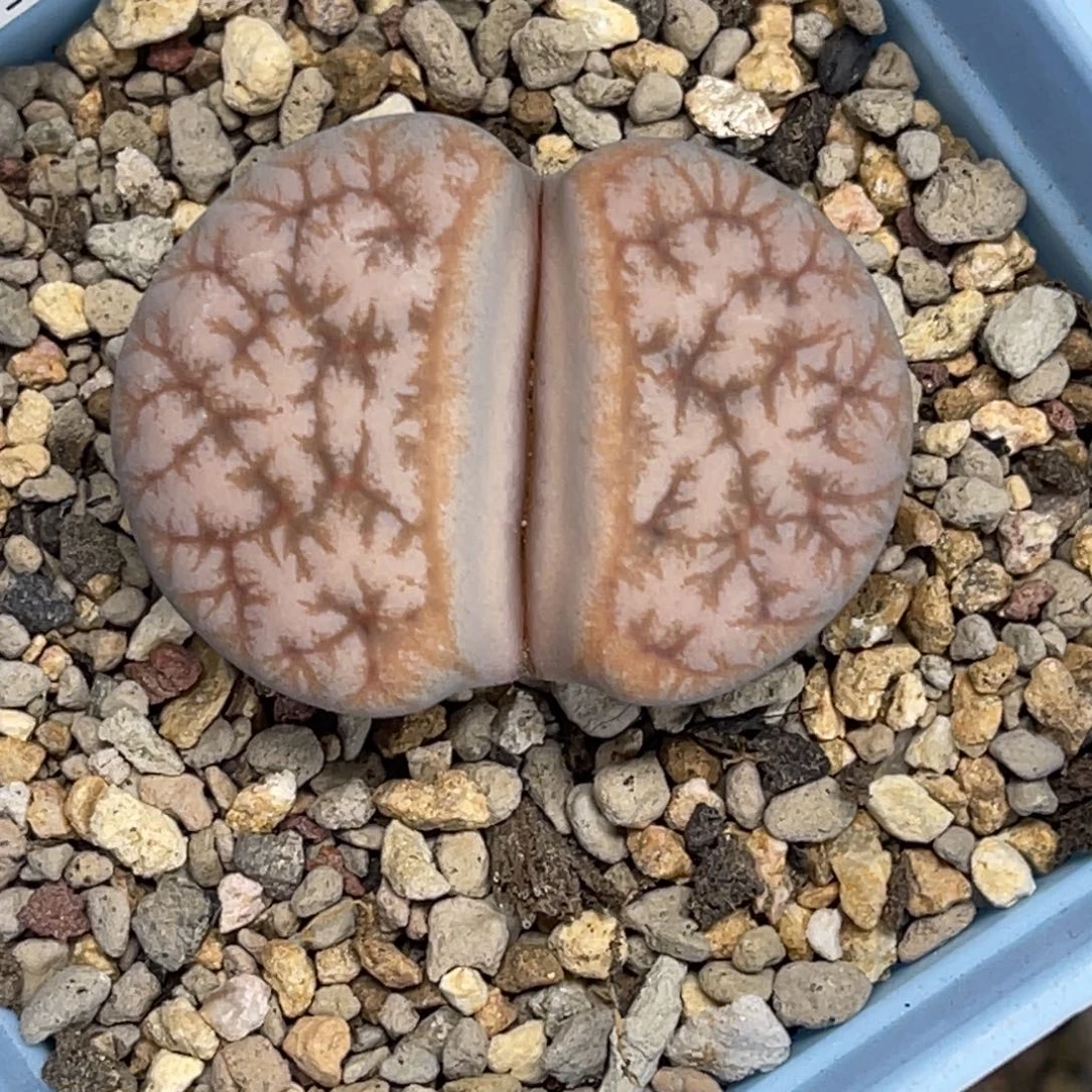 3999拿铁189尺寸3.4