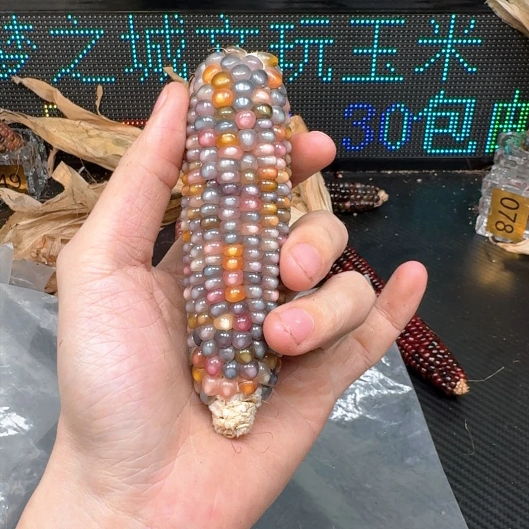 柏香籽/百香籽吊坠꒰****꒱