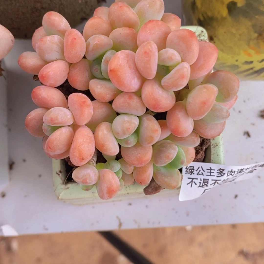 橘子香水洛神7cm1054多肉植物