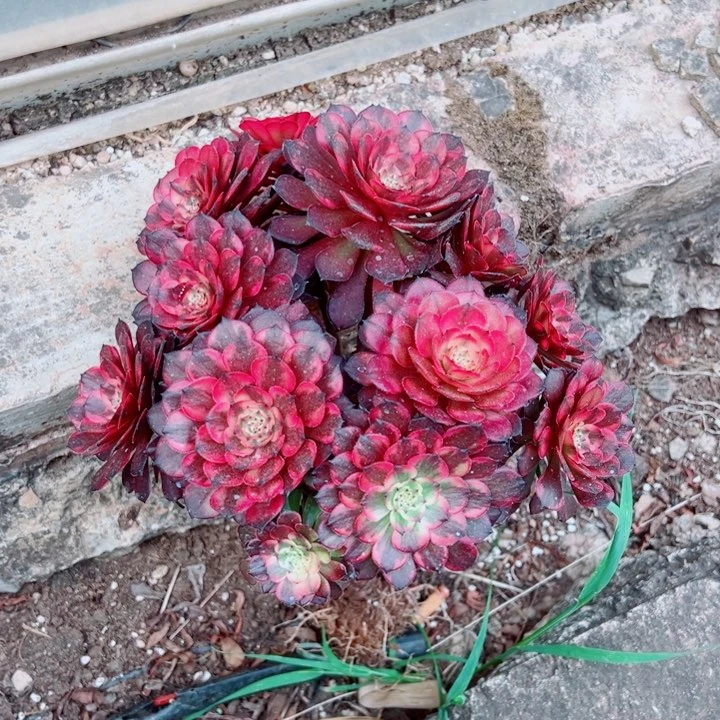 二加伦烟花多肉法师