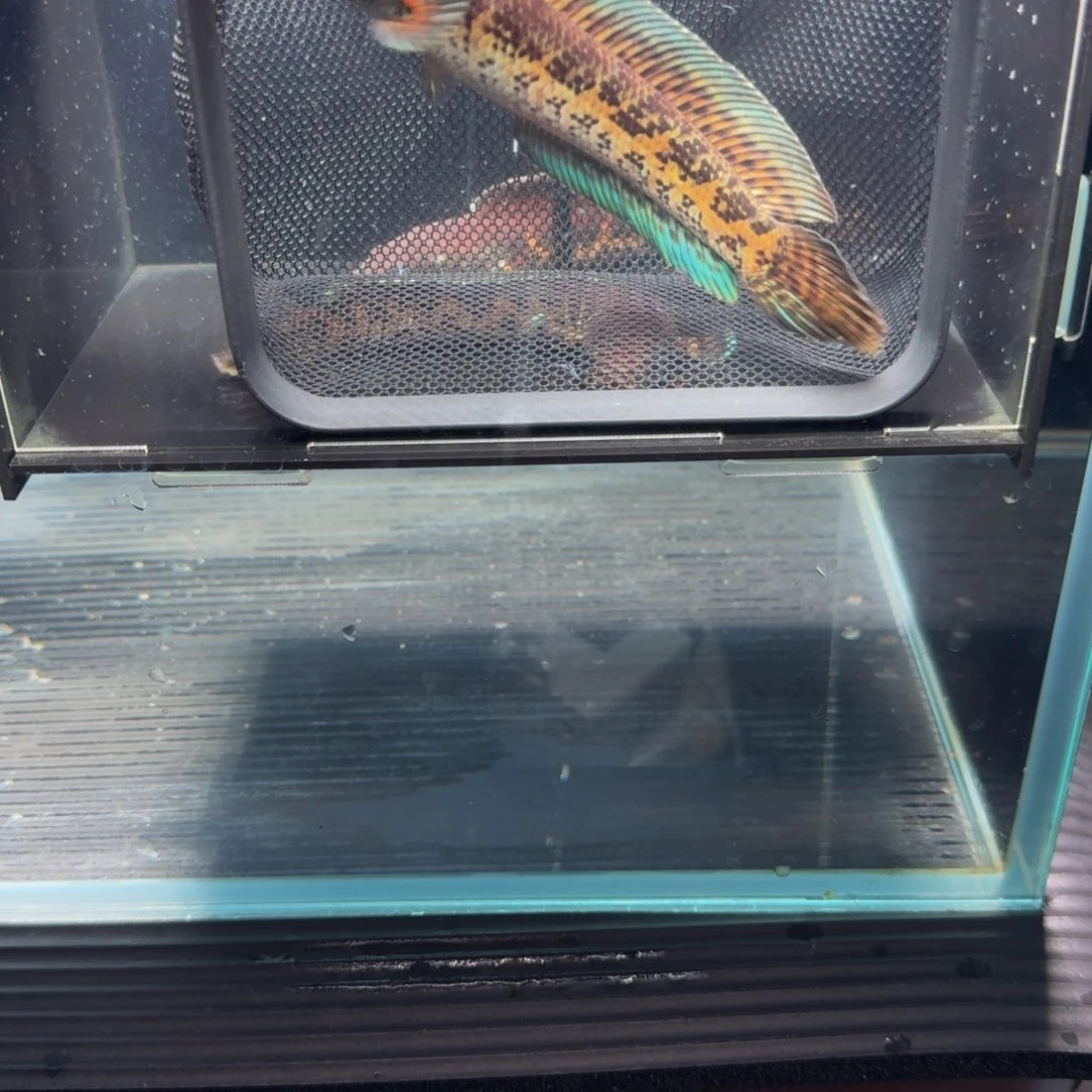 哈***将海水鱼眼镜蛇雷龙鱼