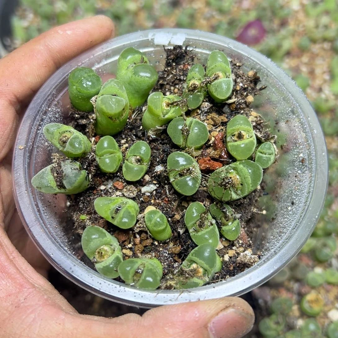 【闪购商品】风铃20头左右 量拍一盒。