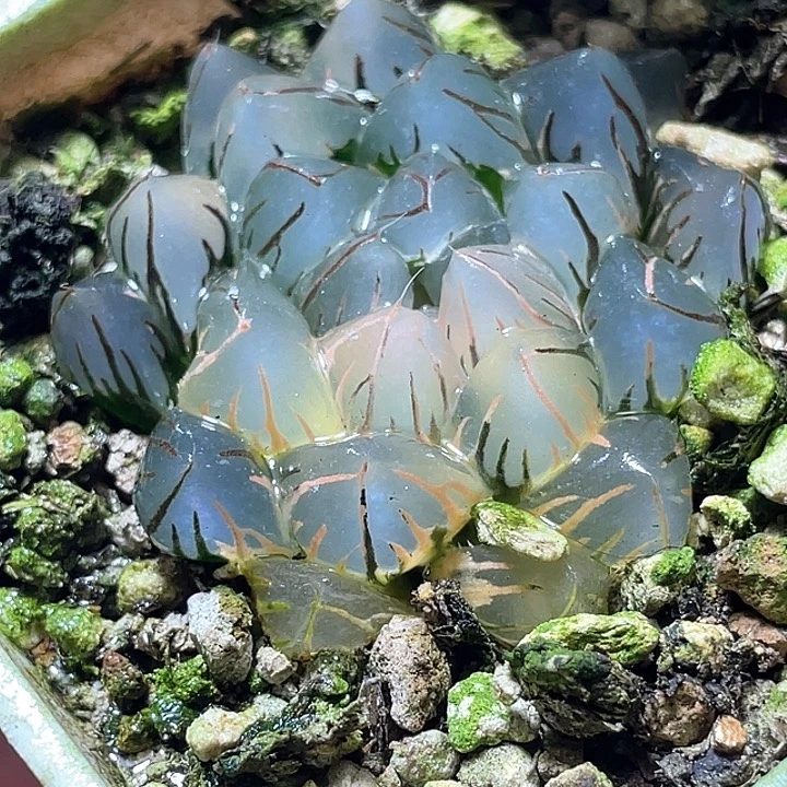 695水中月锦特选福利