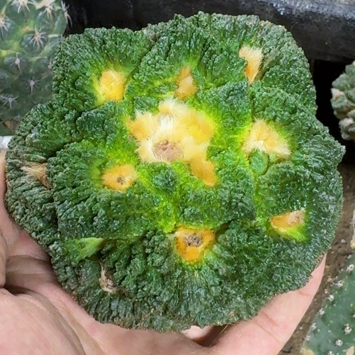 无花朵?**?福利苗接哥斯拉702