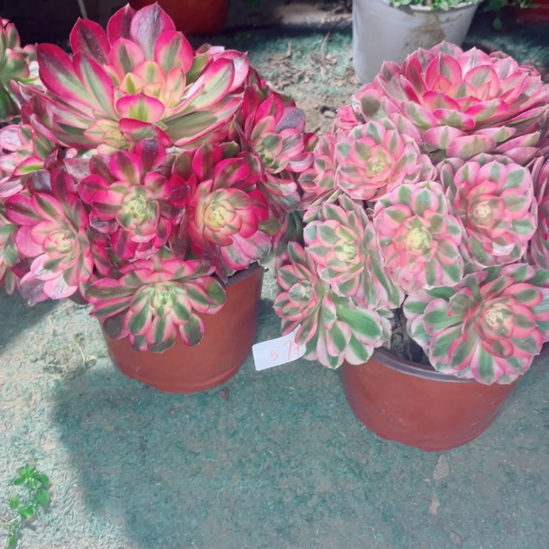 线****574倾城荔枝两颗多肉