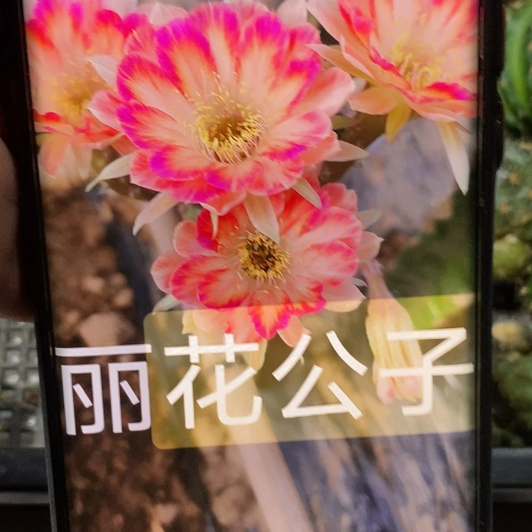 丽 花公子侧芽 歪 20包邮4公分