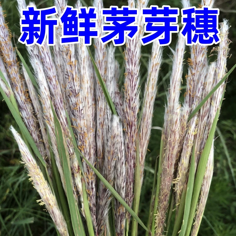 新鲜茅芽穗茅草花白茅花现采现发
