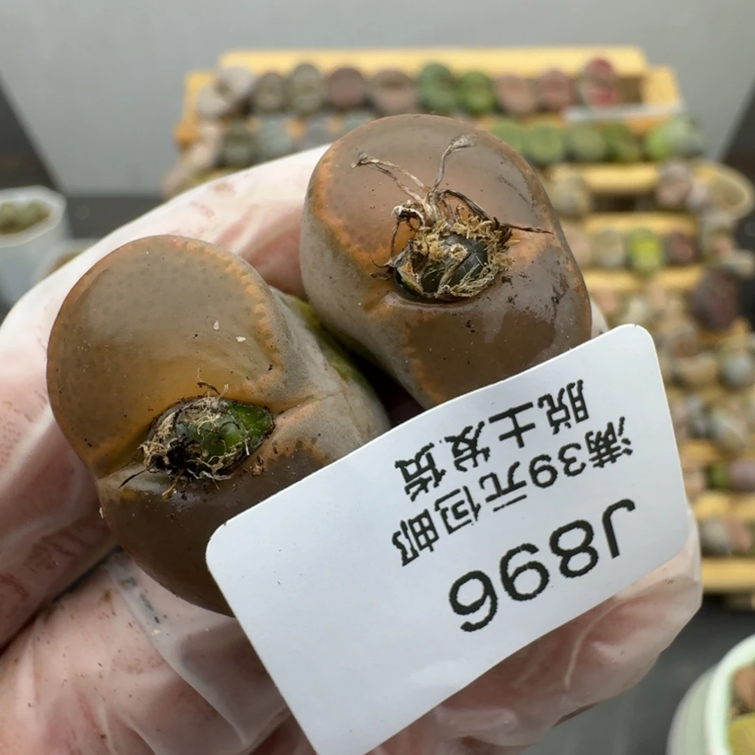 896哈哈哈哈哈哈哈哈