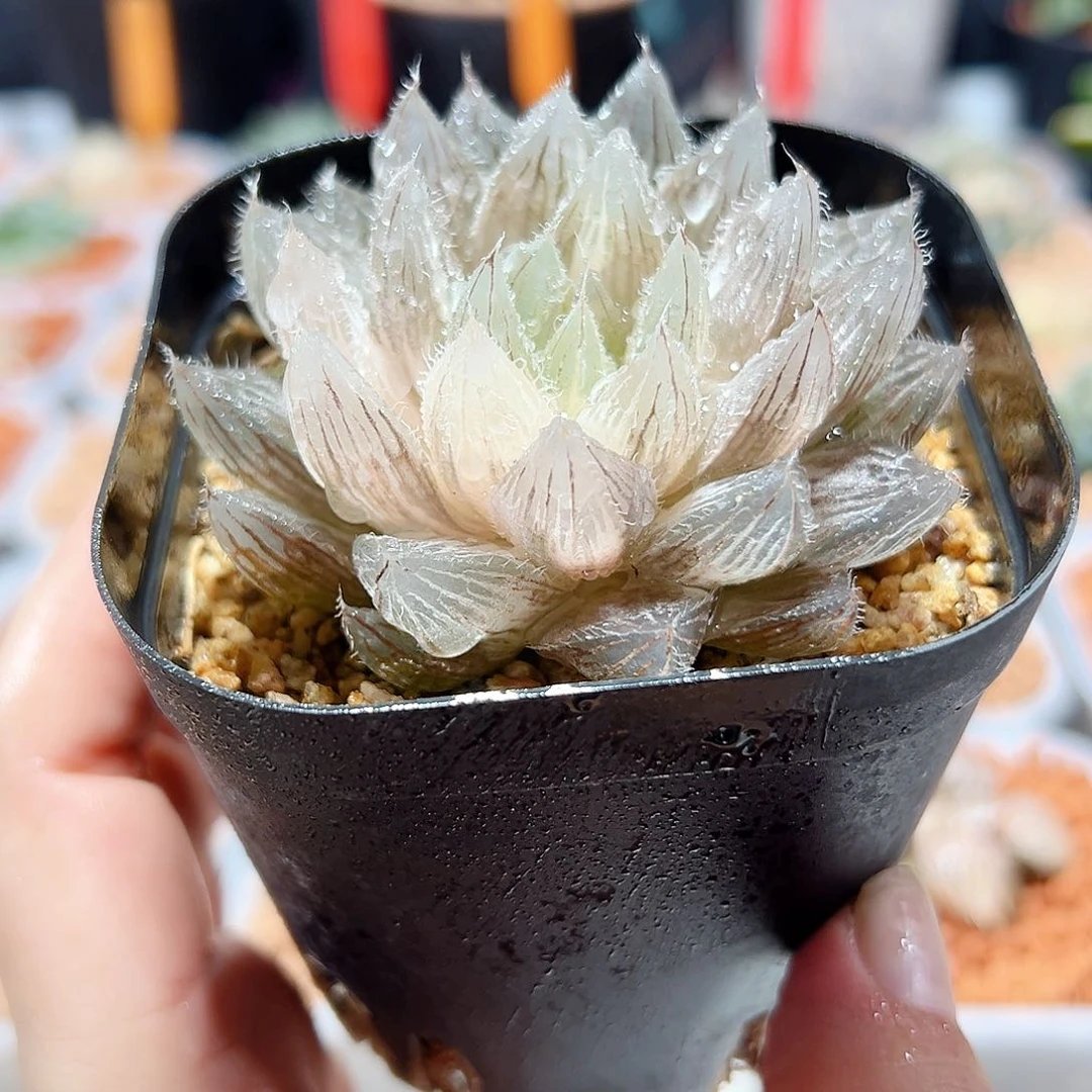 十二卷多肉实生玉露