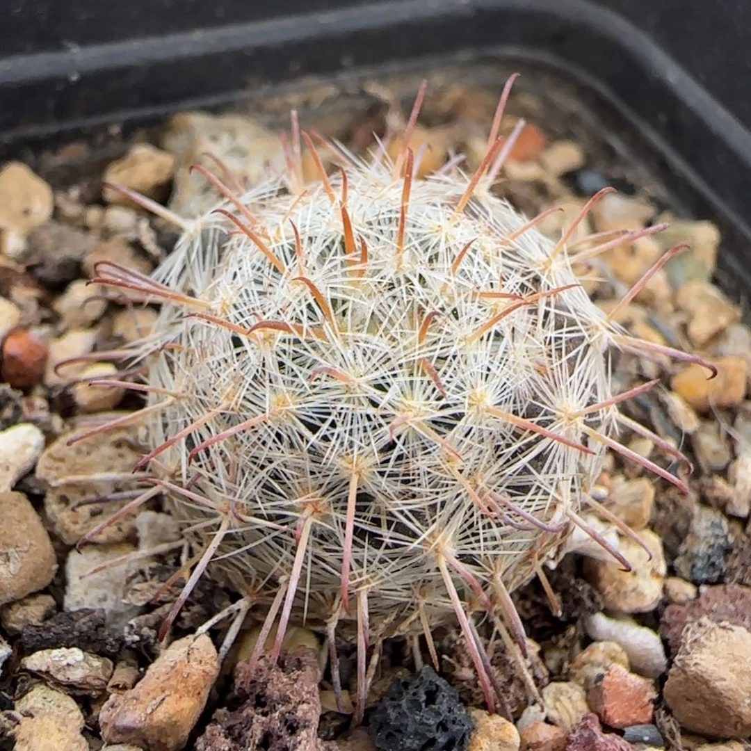 017实生苍白旗多肉1.8