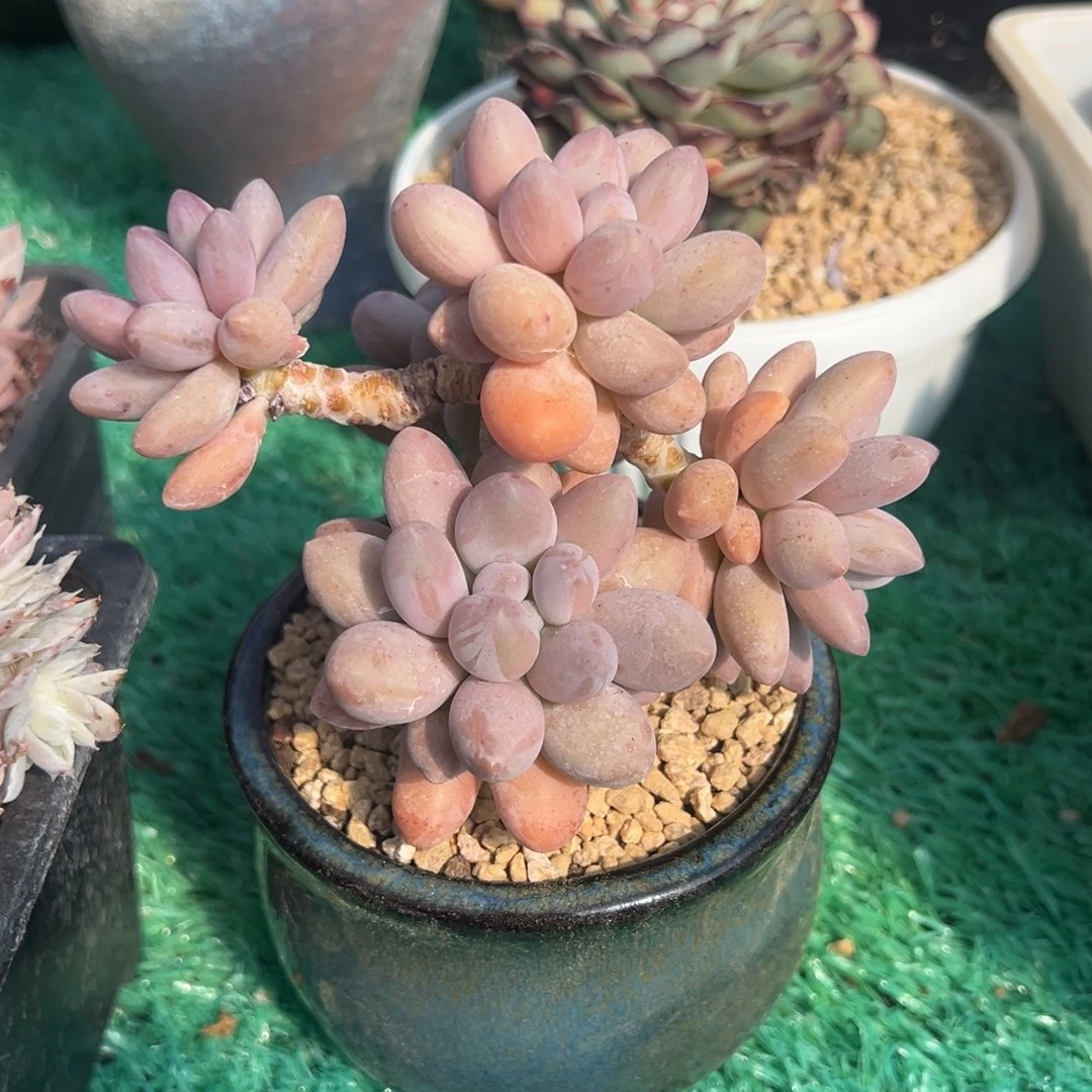 手指奶，，，，，，，，，，，，，，，，，，，