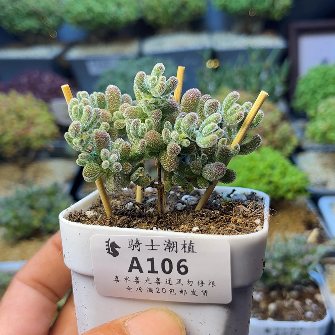 106优选冰晶多肉枝干