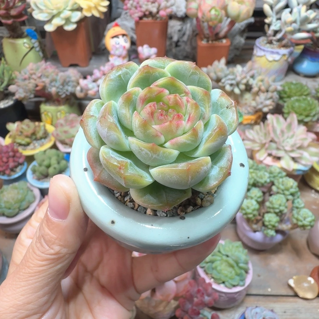 优选珍妮 多肉含盆土 一物一拍