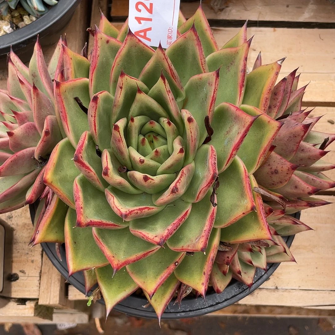 若如东云单拍A120