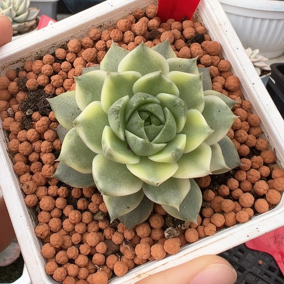 71号法比奥拉锦多肉植物
