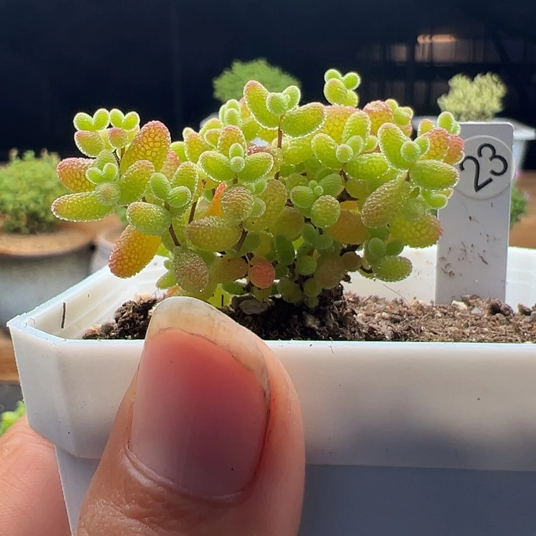 23号密橘糖球6.7多肉