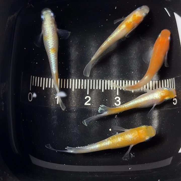 青鳉鱼赤壁碎花5条，002号，满15包邮，可叠单