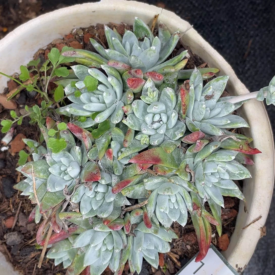 特价不售后白雪11832