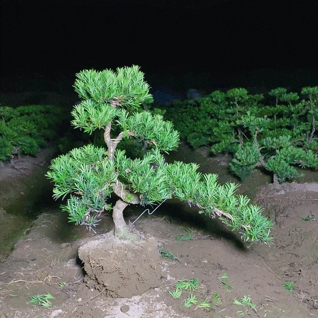 300单科小叶雀舌罗汉松