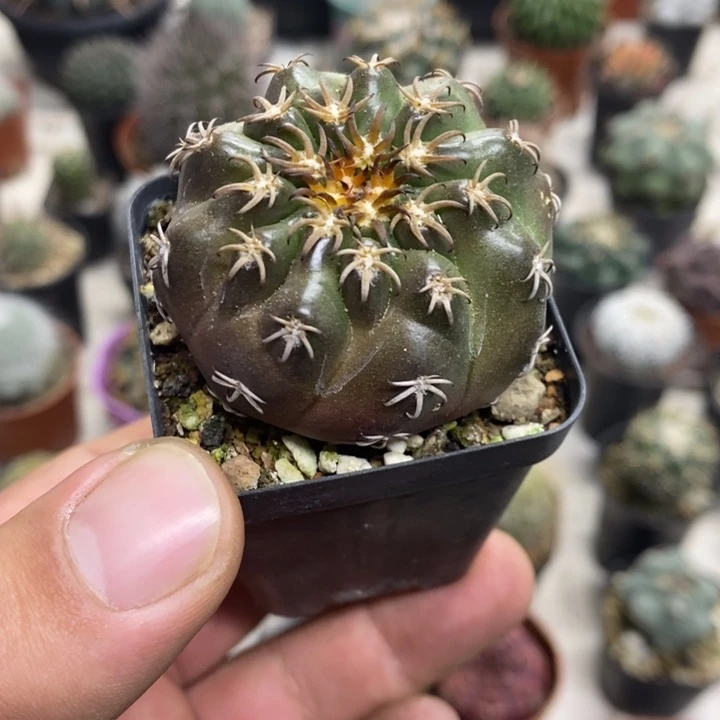 猫爪圆盘玉特价包邮