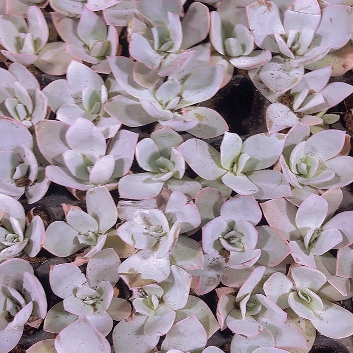 精品广寒宫多肉植物