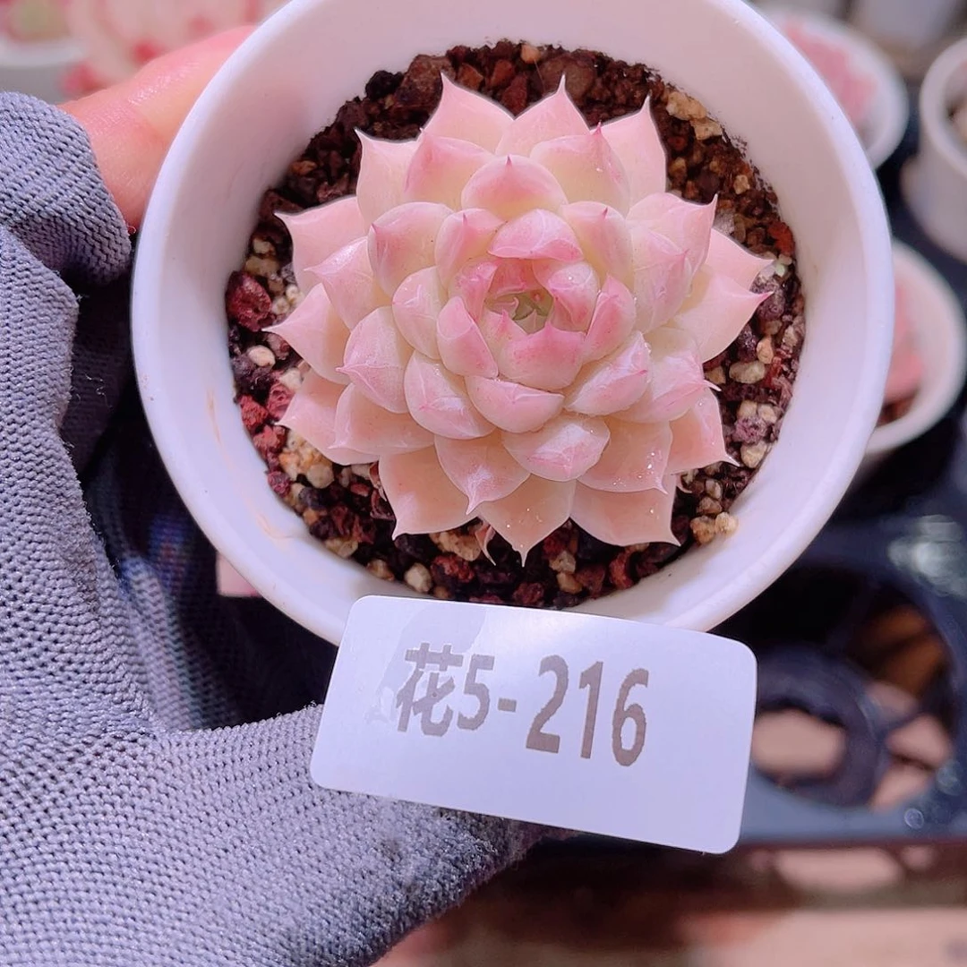 花05-216女王单头
