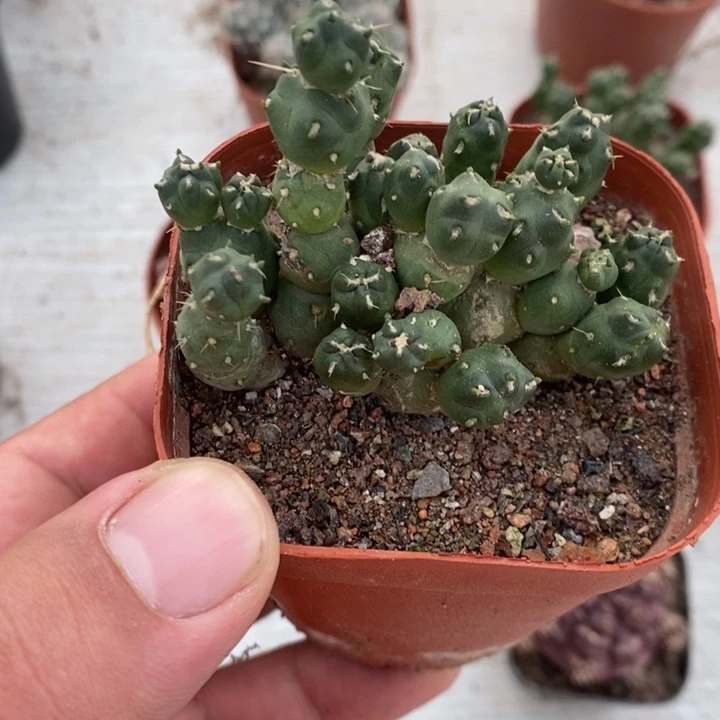 奇兵团扇特价福利