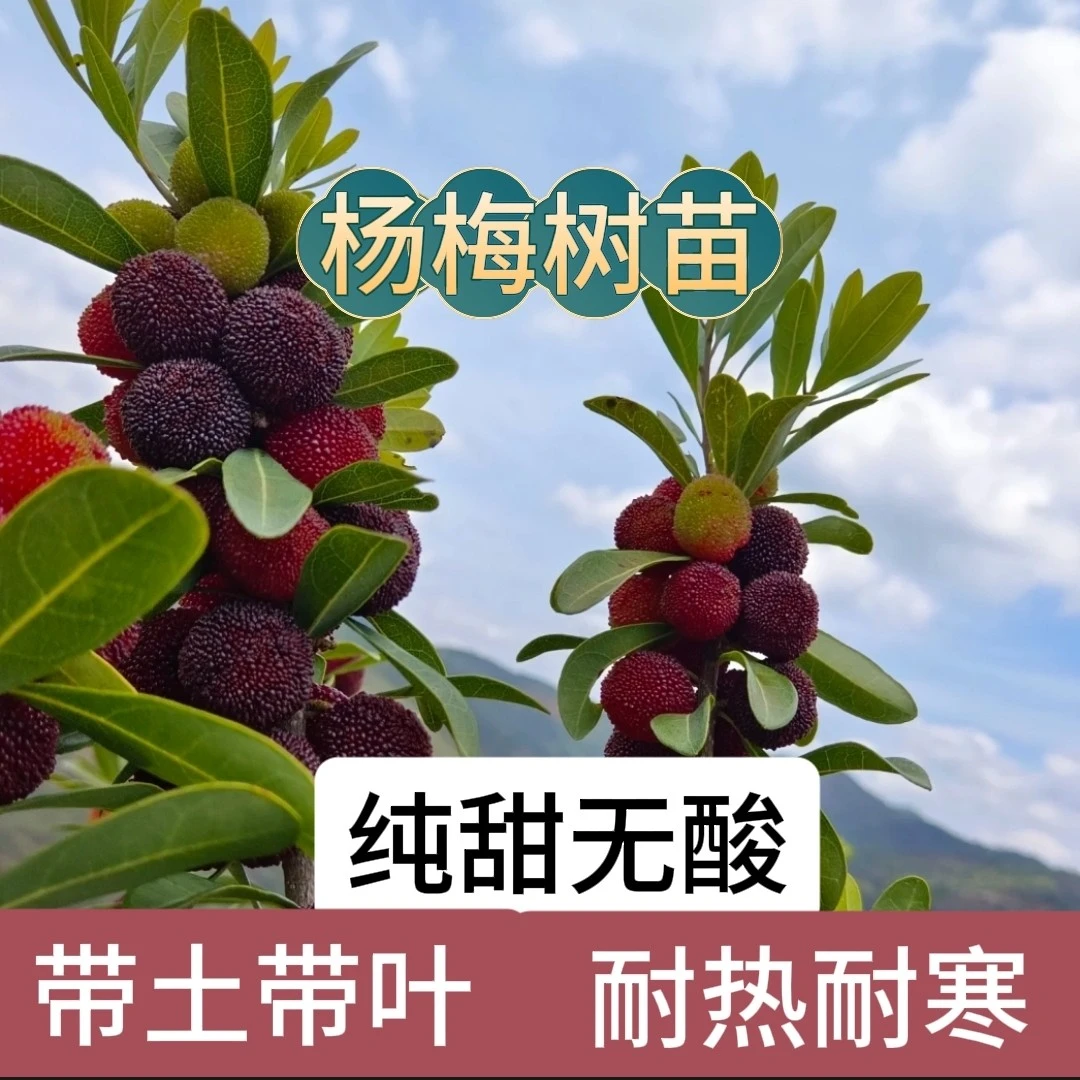 （带土带叶）嫁接东魁杨梅水晶杨梅黑炭杨梅树苗南北方种植