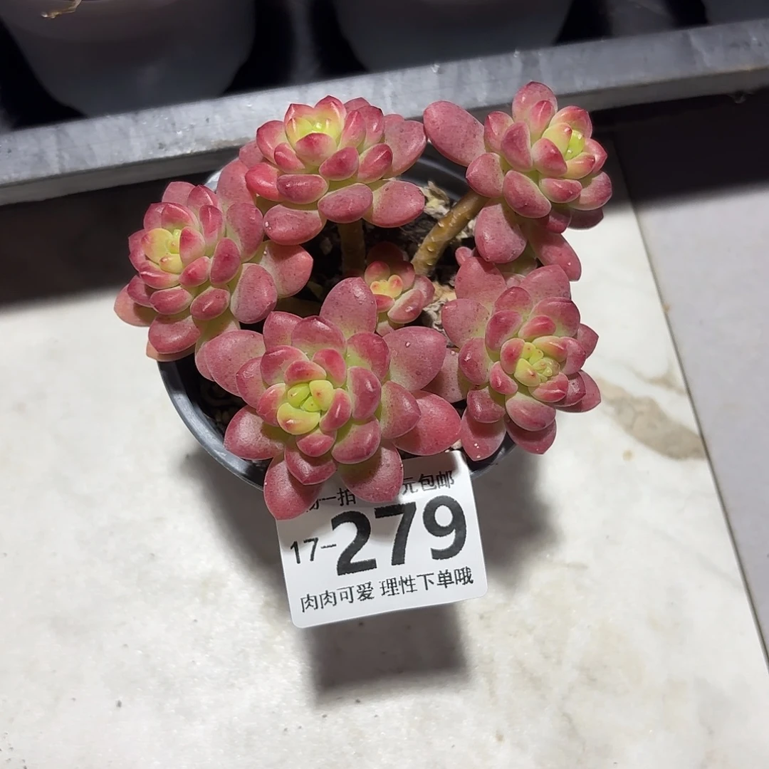 香格里拉无盆土发货无