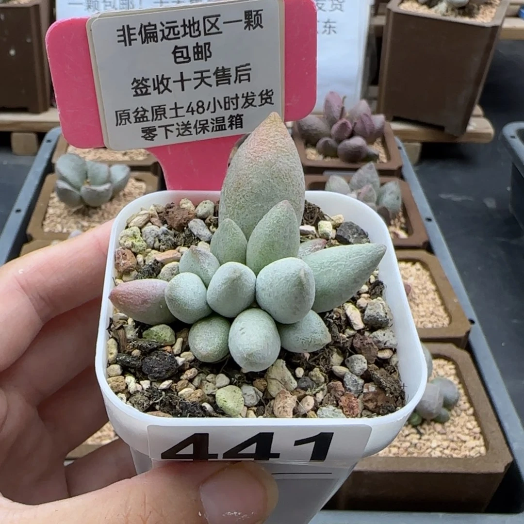 441白糖豆多肉植物