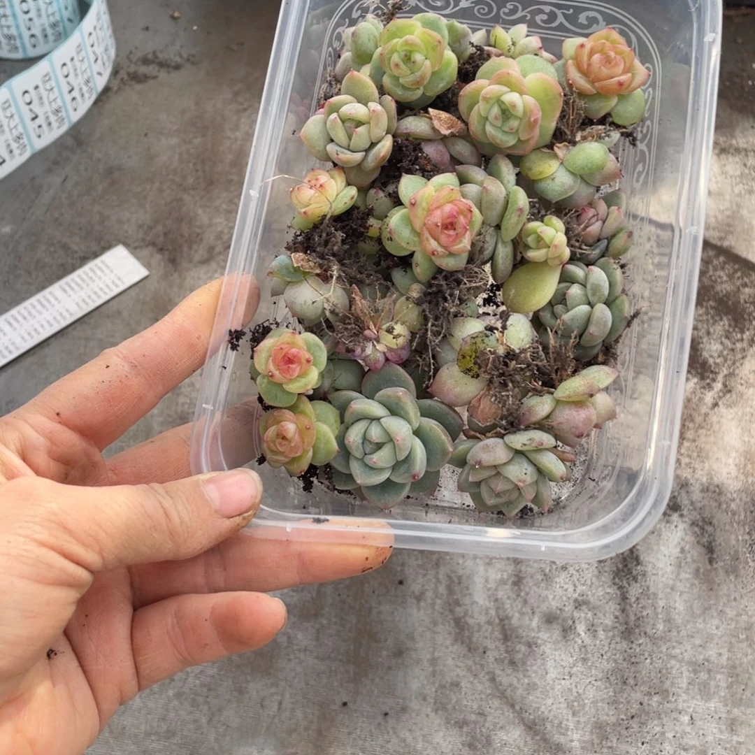 糕大上多肉植物029