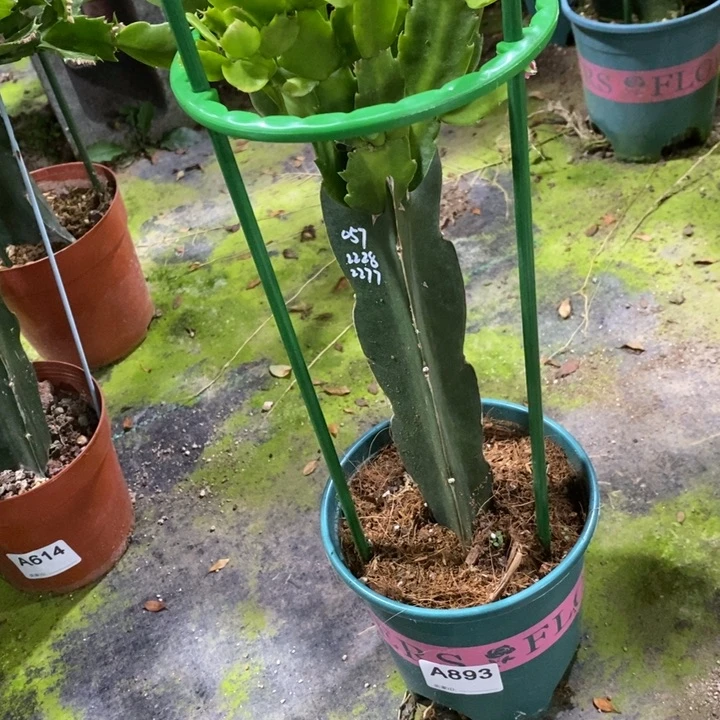 当前无花栽培后可以开花雪***康893嫁接三色