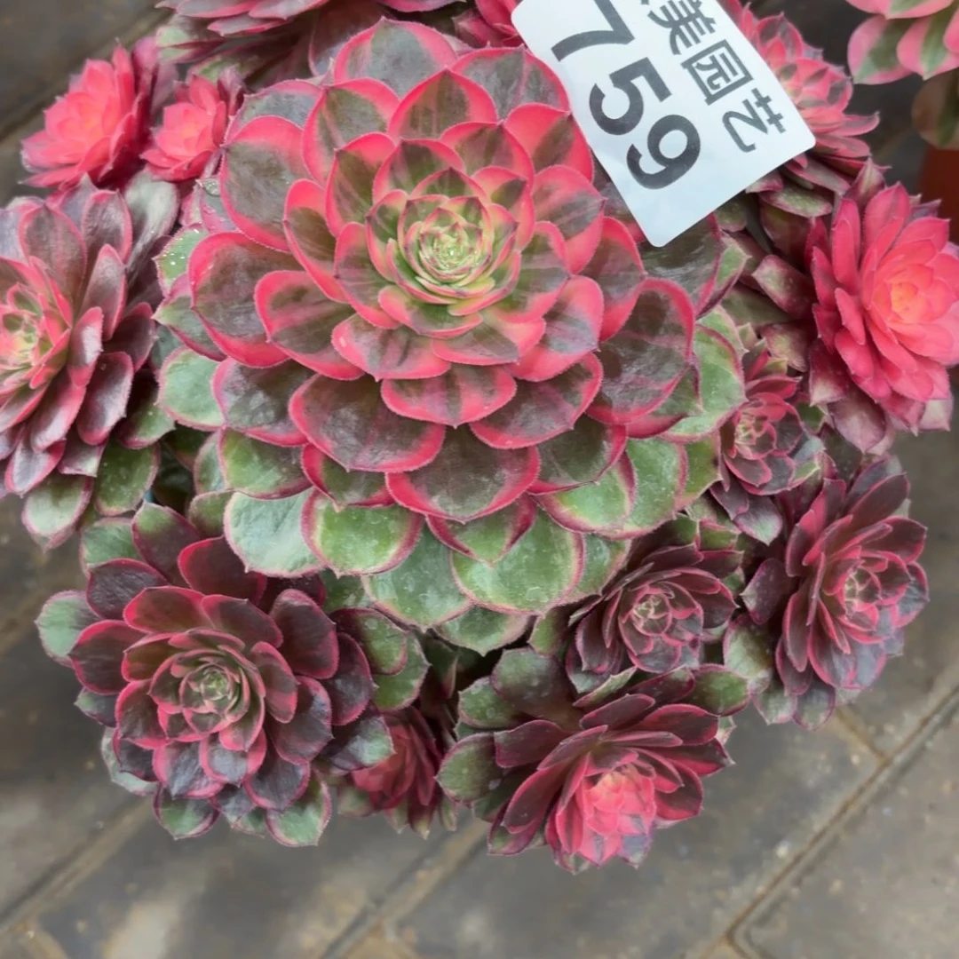 J***y黑魔锦福利759肉肉肉肉