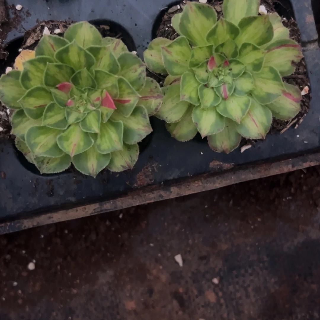 。***ｐ精品多肉植物知否