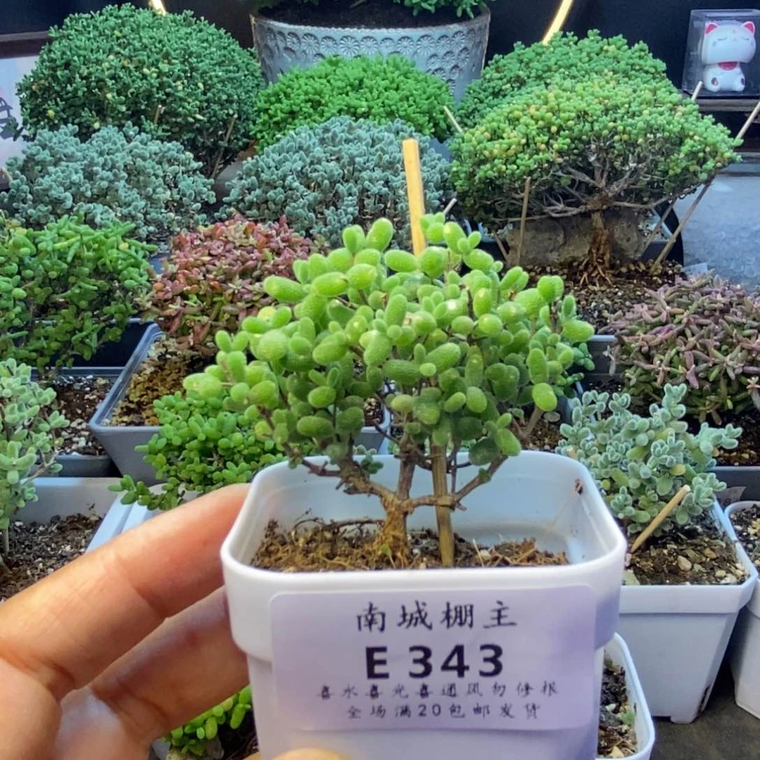 343蜜橘糖球枝干