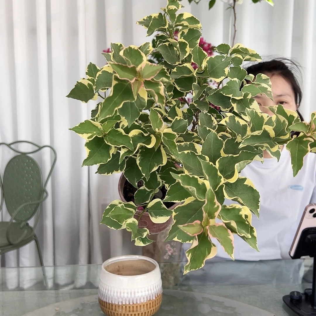 当前无花栽培后可以开花金边蓝月亮掌中宝一颗