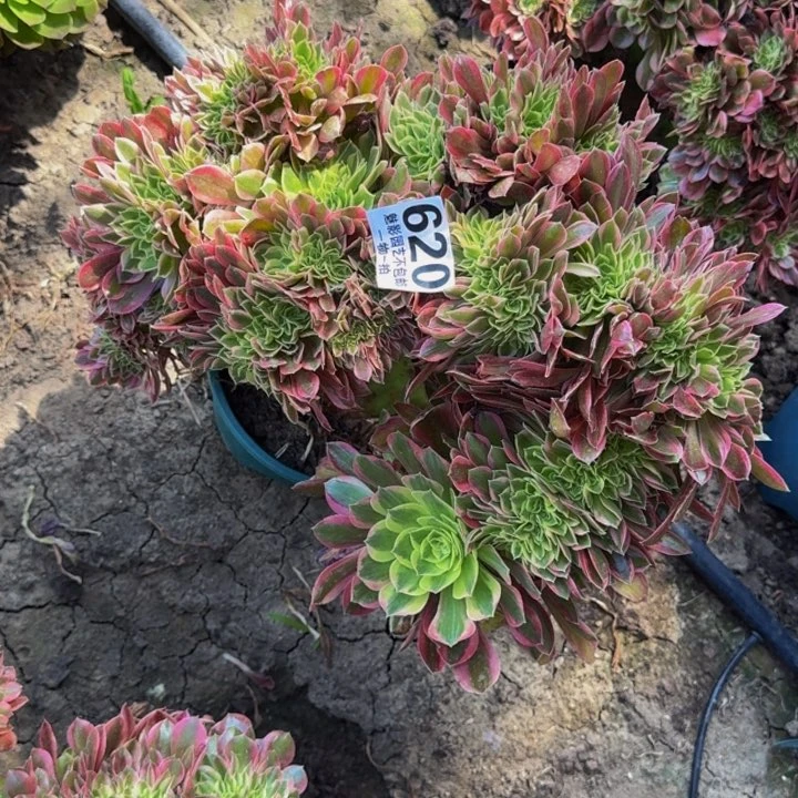 香妃花30-39包邮花花