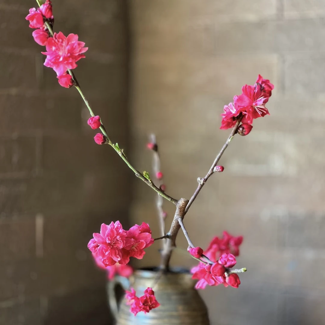 二狗家 桃花  鲜切枝水培鲜花