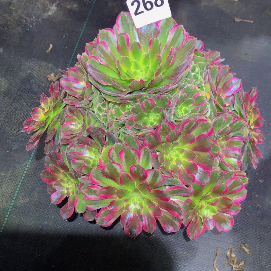 小***学法师多肉植物268优选安娜