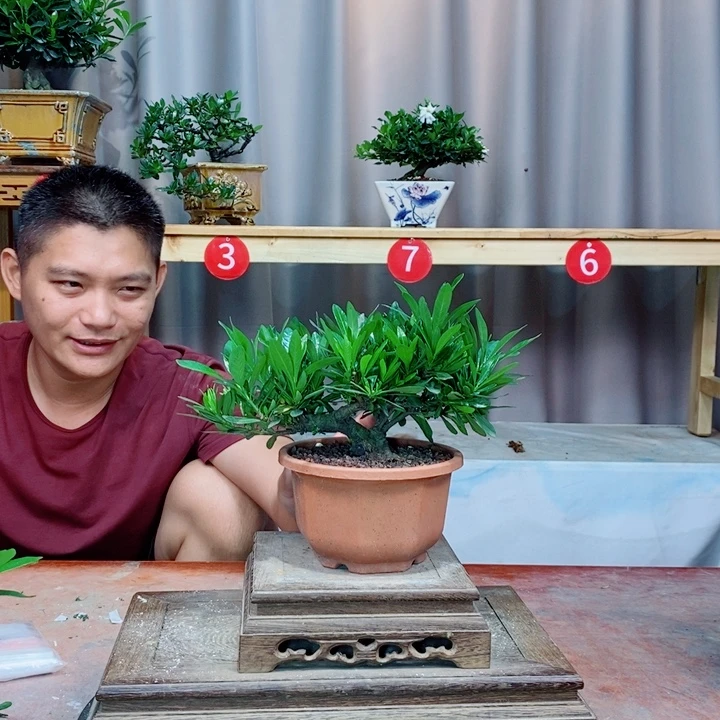 无花朵栀子花开了