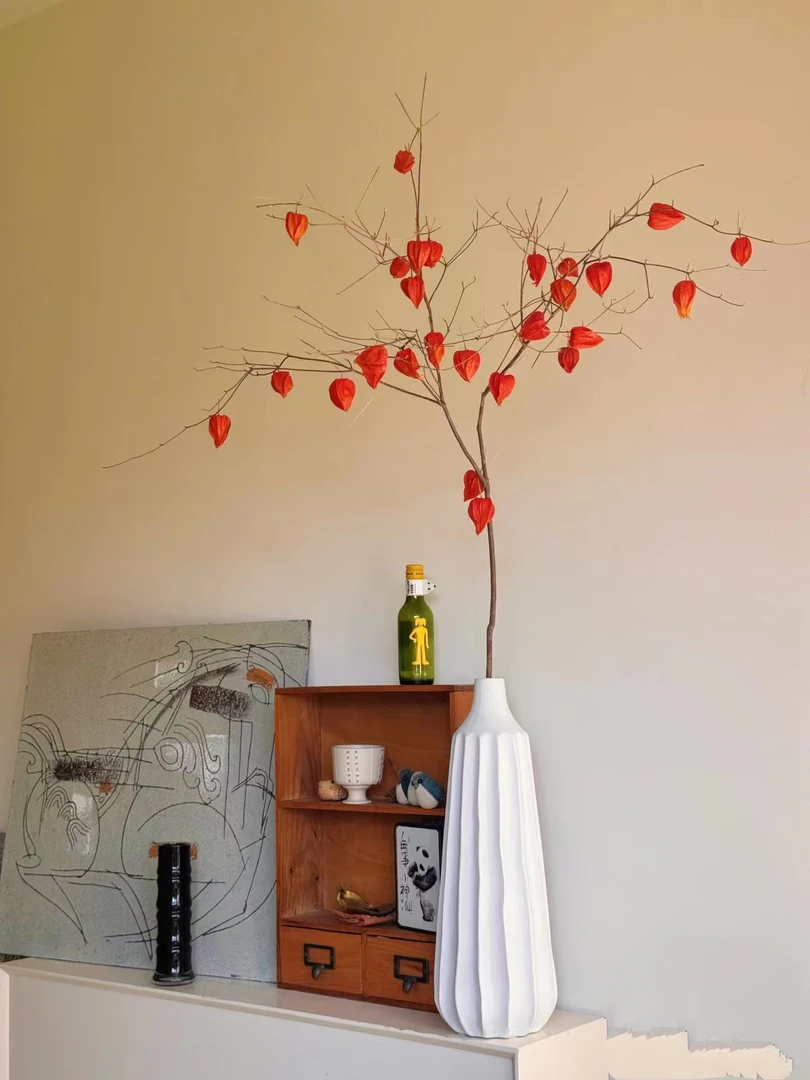 【年宵花】锦绣灯笼丨龙柳丨花期长丨一片万家灯火的锦绣灯笼丨好养