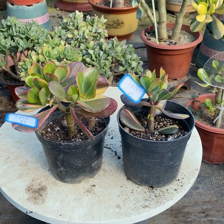 卷叶中班老花月锦一物一拍