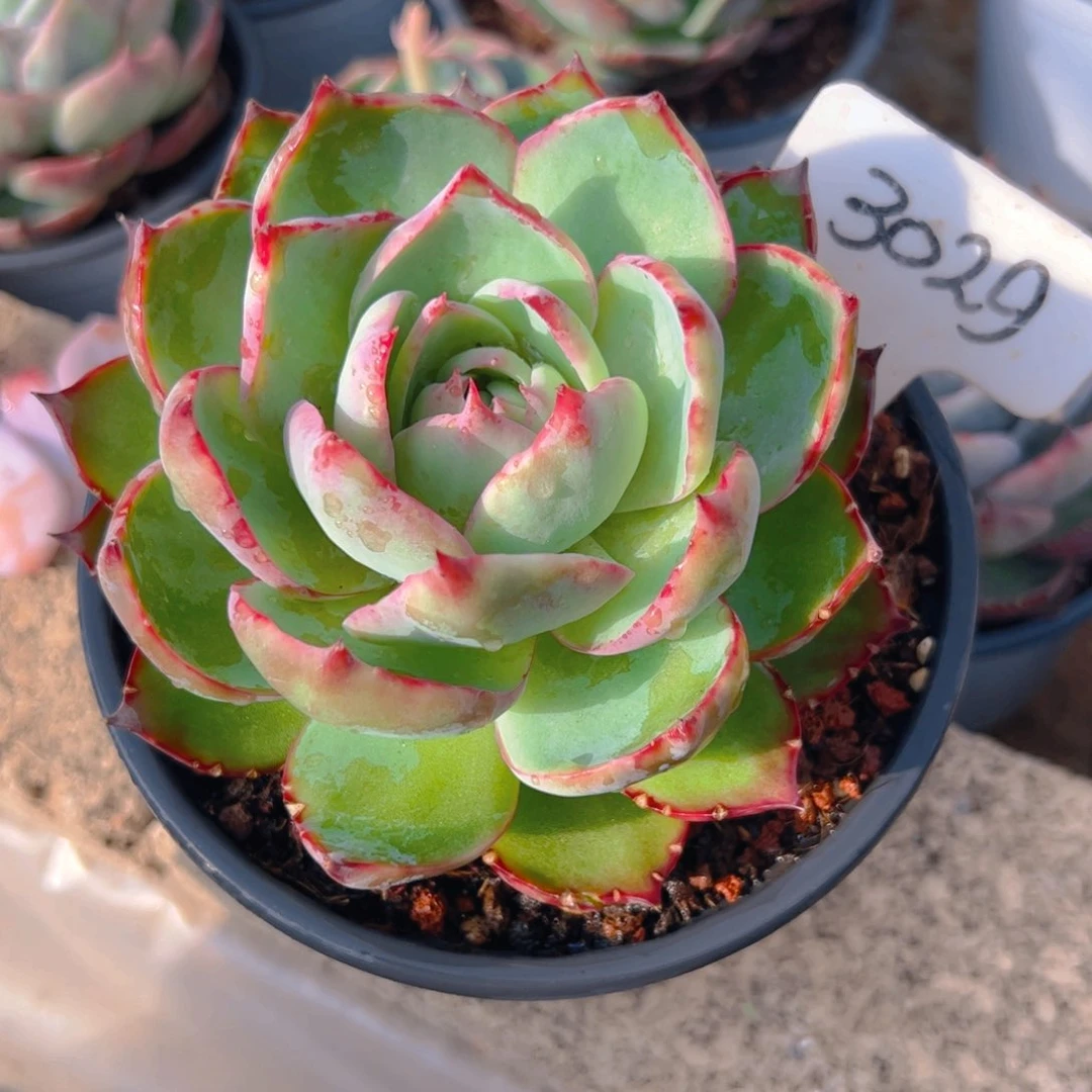 小****?惊鸿仙子3029号有裂口介意勿拍