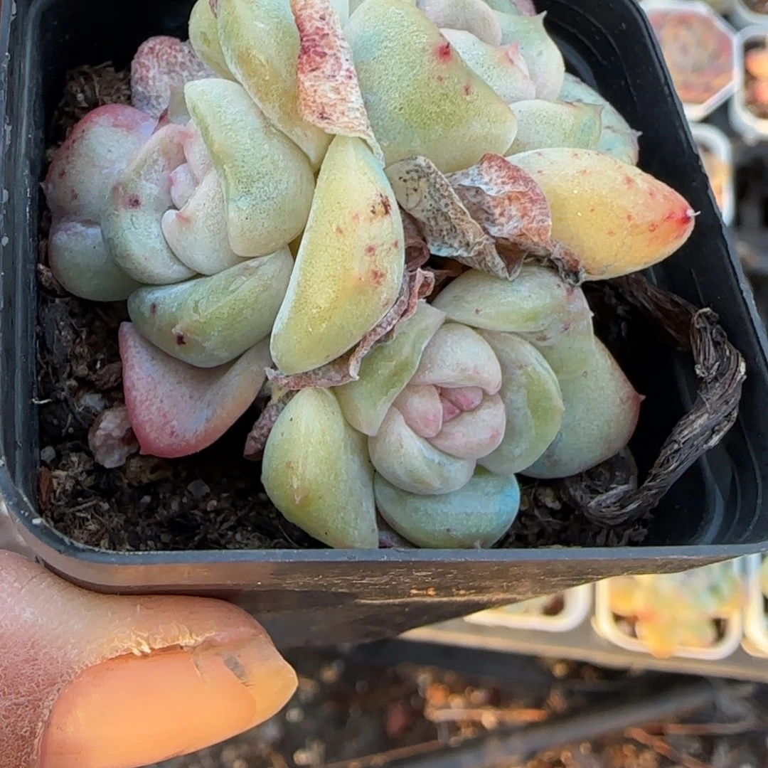 多肉小卡拉米糖心一物一拍