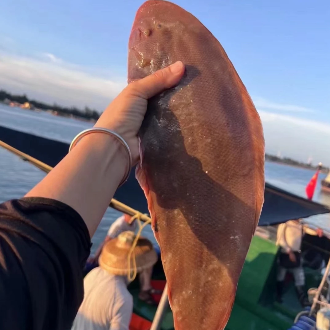 广东本港海捕纯野生（大龙舌鱼）大龙立鱼顺丰冷链到家