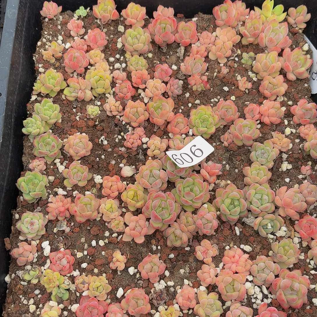 唐***糖多肉植物多肉植物606
