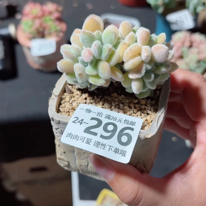 雪晃星缀化多肉无盆土发货