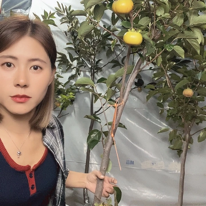 完全开放两颗柿子树苗