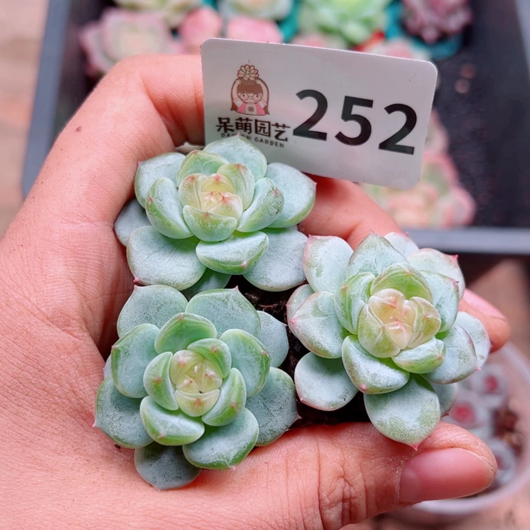 多肉植物多肉植物